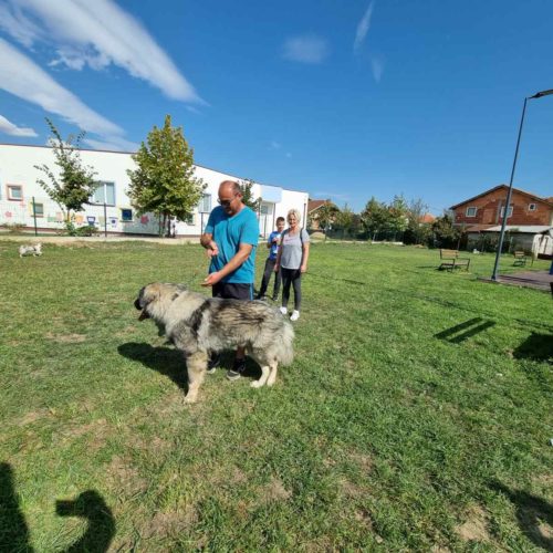 Изложба на расни кучиња